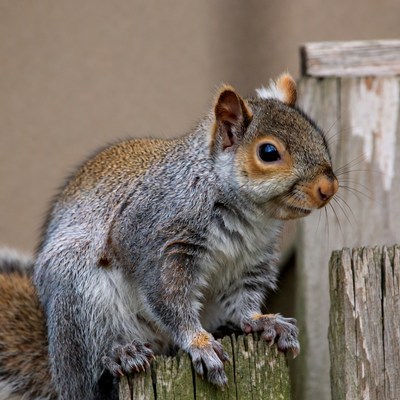 Squirrel climbing on wooden fence