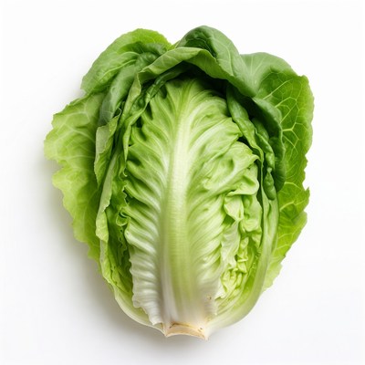 Fresh green lettuce head