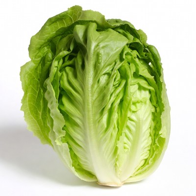 Fresh green lettuce head