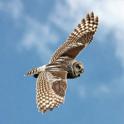 Short-eared Owl Flying in Sky