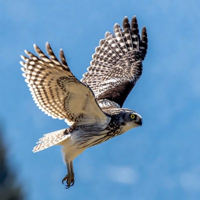 Northern Hawk Owl Flying