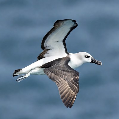 Black-browed Albatross Flying