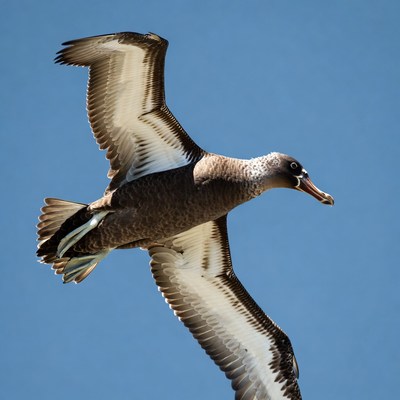 Albatross flying over blue sky