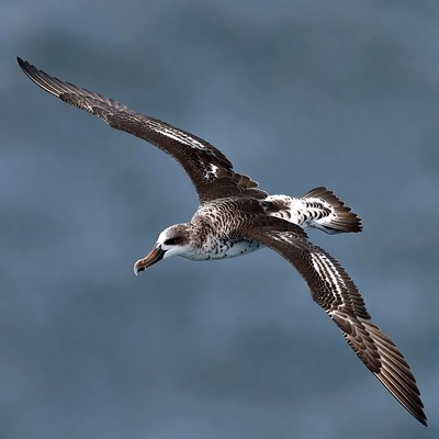 Northern Fulmar Flying over Ocean