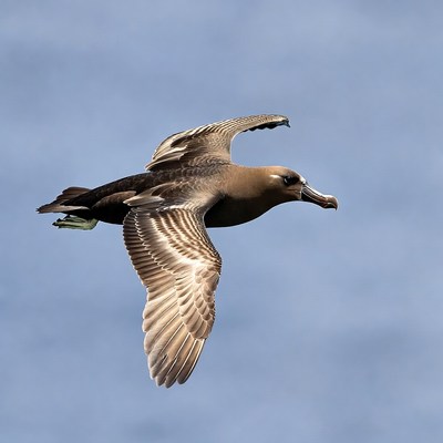 Northern Royal Albatross Flying