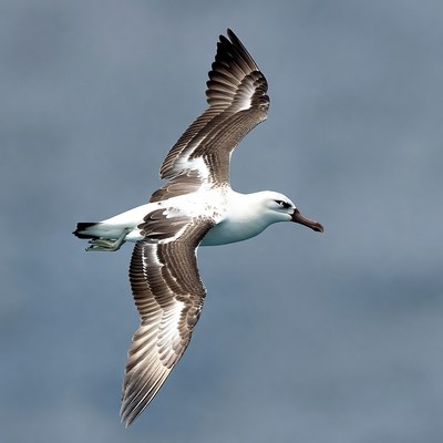 White Tern Flying in Sky