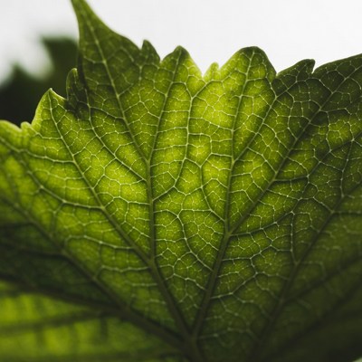 Closeup of vibrant green grape leaf