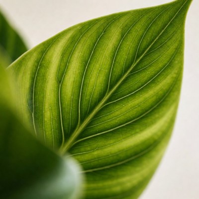 Closeup of Vibrant Green Leaf