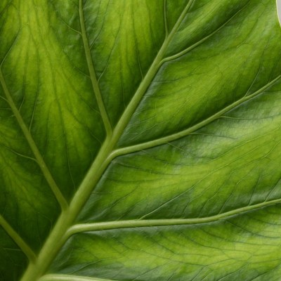 Large Green Leaf Closeup