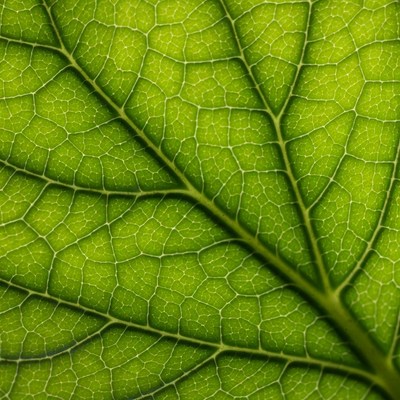 Green Leaf Veins Closeup