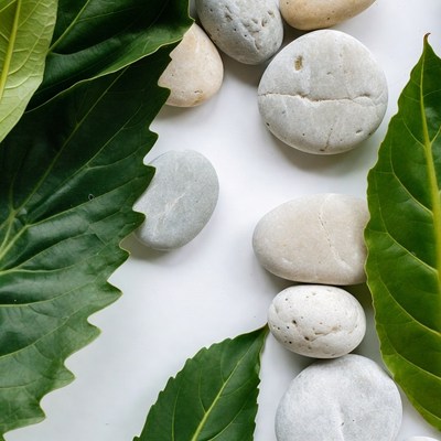 Green Leaves and Pebbles on White