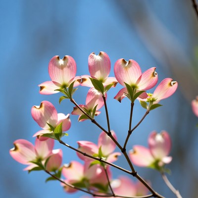 Pink Dogwood Flowers on Branch