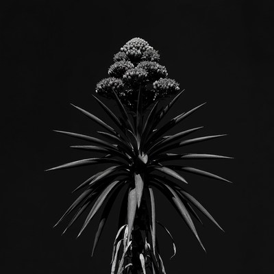Agave Flower Stalk Black Background