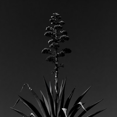 Black and white agave flower stalk