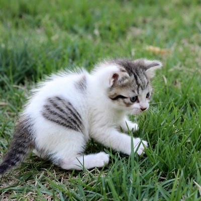Kitten playing on green grass