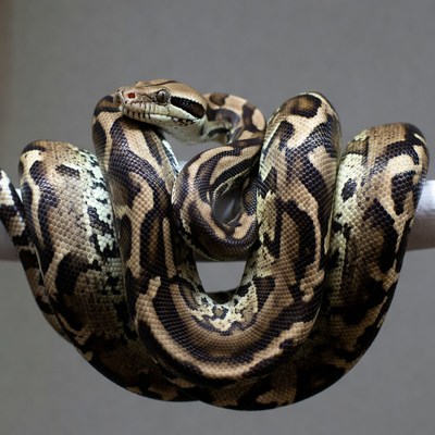 Ball Python coiled on branch