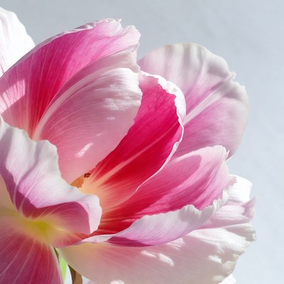 Pink Tulip Flower Closeup