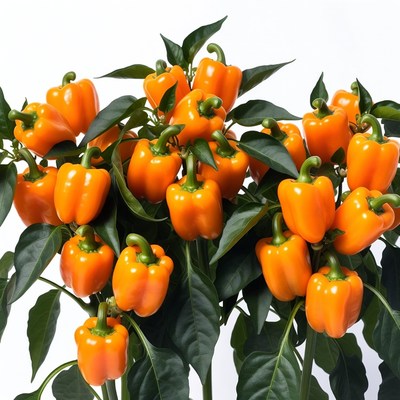 Orange bell peppers on plant