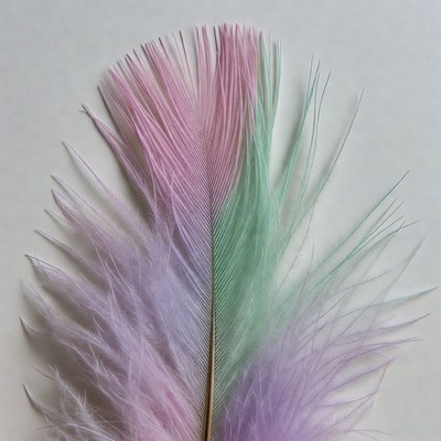 Colorful Pink Green Feather