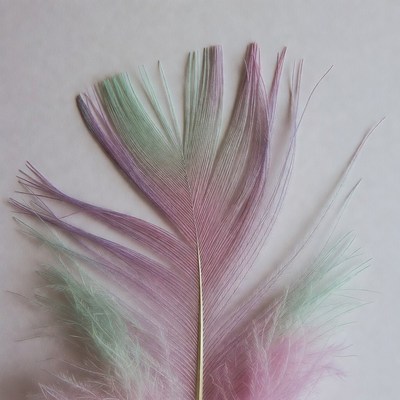 Colorful gradient feather isolated