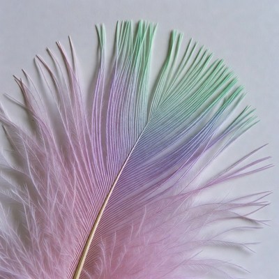 Colorful Rainbow Feather Isolated