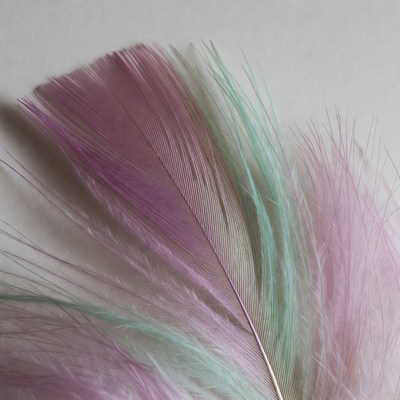 Purple and Green Feather on White