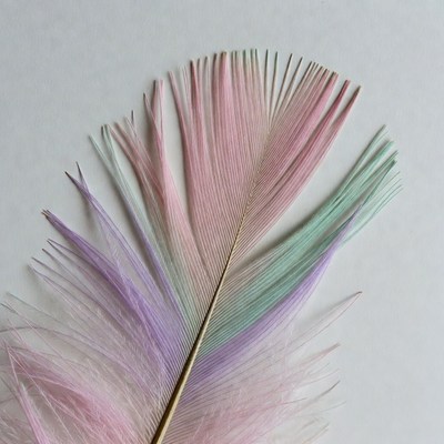 Colorful Pink Feather on White Background