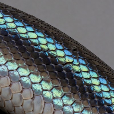 Iridescent Snake Scales Closeup