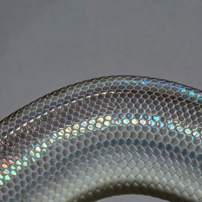 Iridescent Snake Scales Closeup