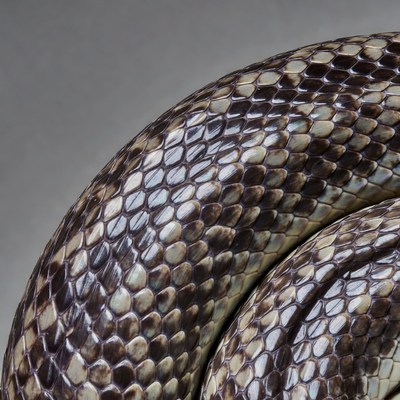Coiled Snake with Patterned Scales