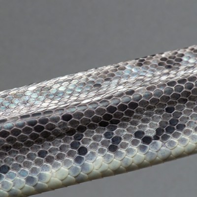 Gray snake skin texture closeup