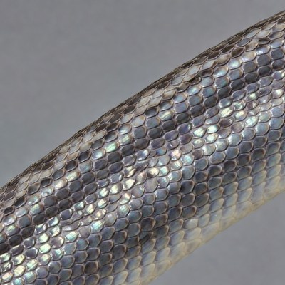 Iridescent Snake Scales Closeup
