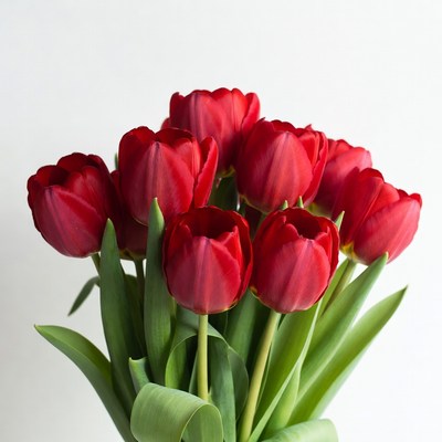 Red Tulips Bouquet on White Background