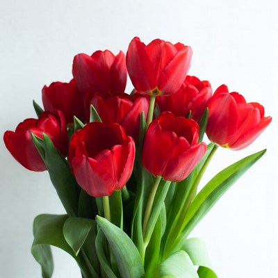Bouquet of Red Tulips