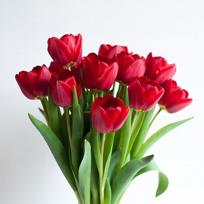 Red Tulips Bouquet on White Background