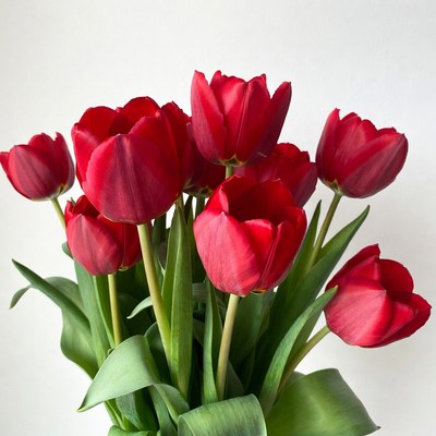Red Tulips Bouquet on White Background