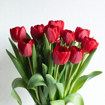 Red Tulips Bouquet on White Background