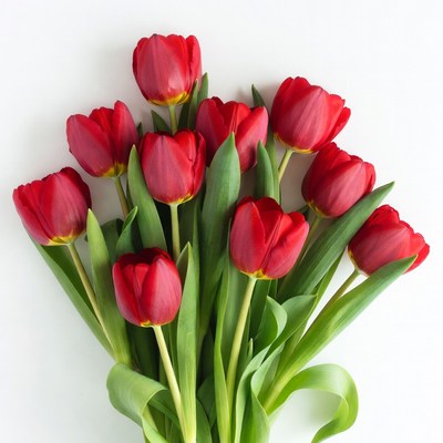 Red Tulips Bouquet on White Background