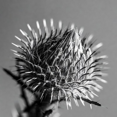 Spiky Thistle Flower Head