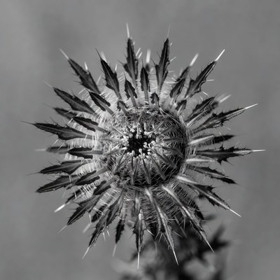 Thistle flower close-up in black and white
