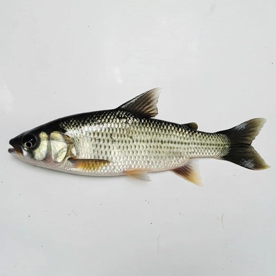 Silver carp fish on white background