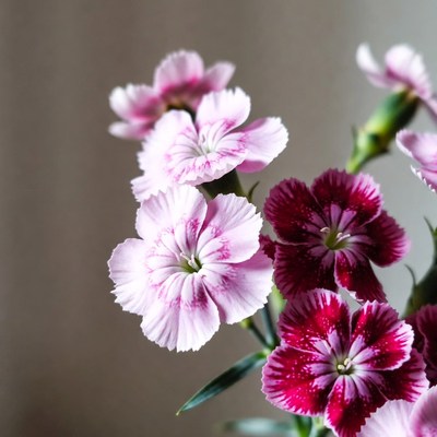 Pink and Red Dianthus Flowers