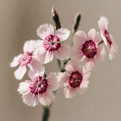 Pink Dianthus Flowers Cluster