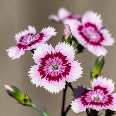 Pink Dianthus Flowers Blooming