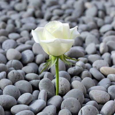 White Rose on Gray Pebbles
