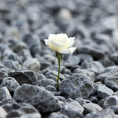 White Rose on Gray Pebbles
