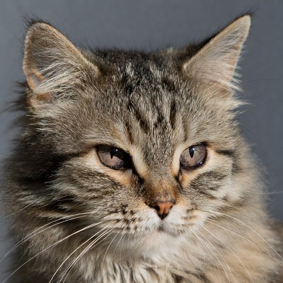 Tabby cat close-up portrait
