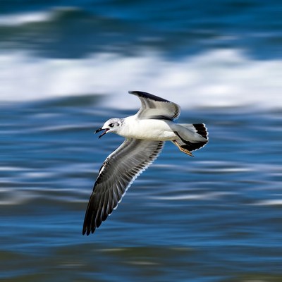Seagull flying over ocean waves