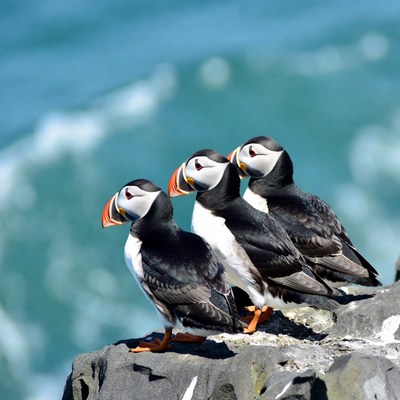 Four puffins on rocky cliff