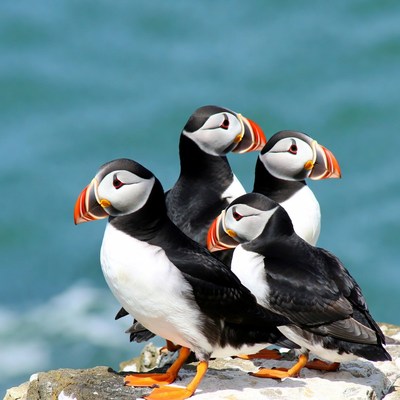 Four puffins on rocky cliff